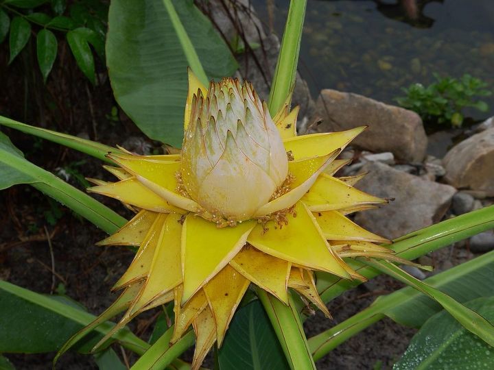 q growing banana lotus, flowers, gardening, landscape