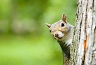 how to keep squirrels out of your attic, how to, pets animals