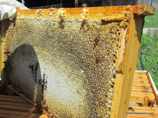 how to harvest honey, gardening, homesteading, how to, Frame wi th capped honey