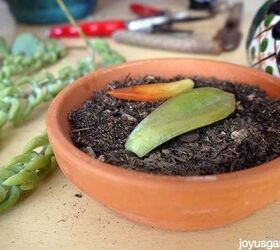 how to propagate succulents, container gardening, flowers, gardening, succulents