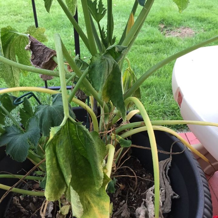 q growing zucchini in a pot, container gardening, gardening, homesteading