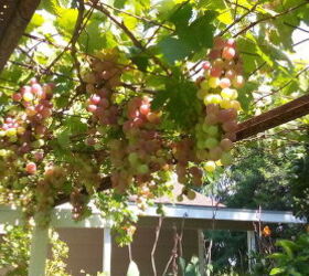 Sharing Some Pictures From My Parents' Fruit Trees.