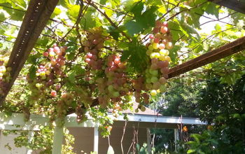 Sharing Some Pictures From My Parents' Fruit Trees.