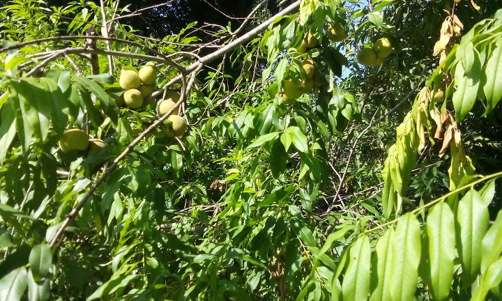 fruit tree pictures, gardening, homesteading