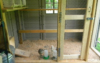 Shed Converted to Chicken Coop
