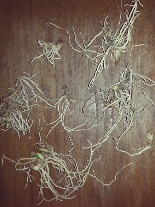 q cast iron plant aspidistra elatior roots rhizomes growing, gardening