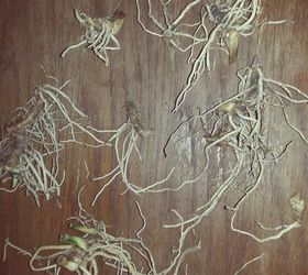 will these cast iron plant aspidistra elatior roots rhizomes grow