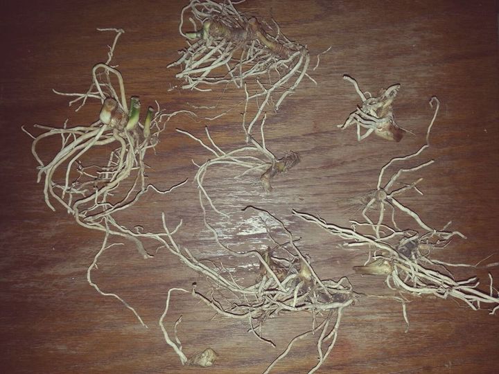 will these cast iron plant aspidistra elatior roots rhizomes grow