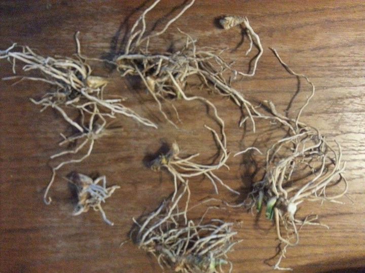 q cast iron plant aspidistra elatior roots rhizomes growing, gardening