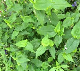i have this growing in different parts of my garden is it a weed