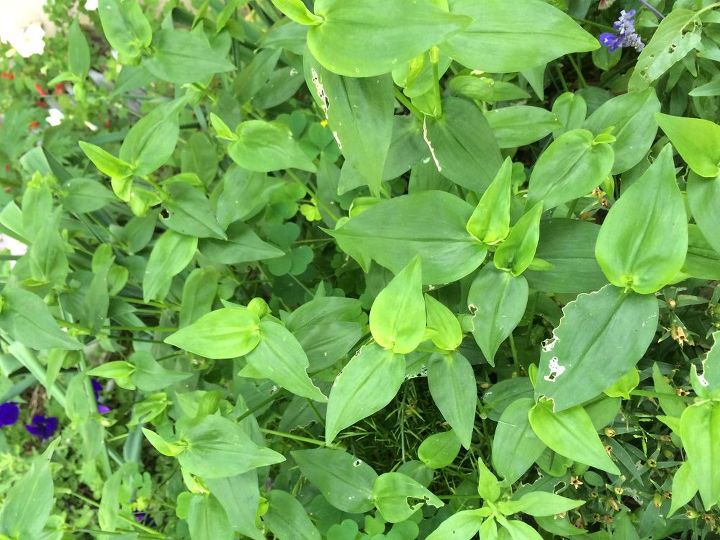i have this growing in different parts of my garden is it a weed