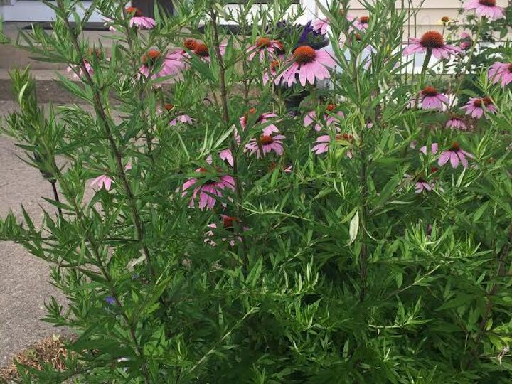 q plant identification, gardening