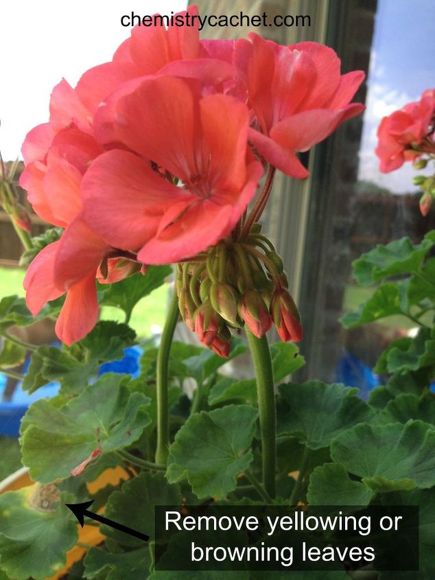4 important summer tips for geraniums, flowers, gardening