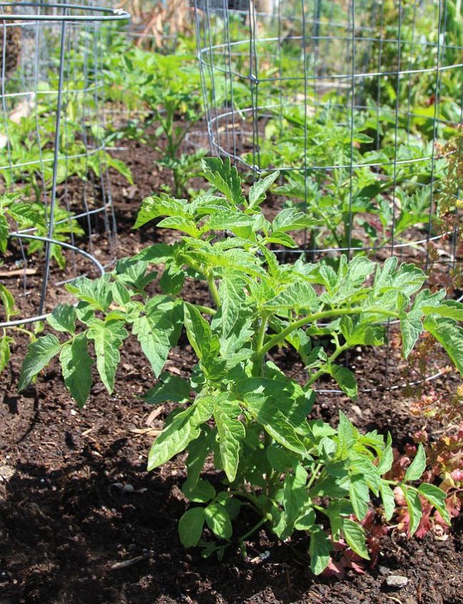 nuevo lote de plantas de tomate gratis en 1 semana