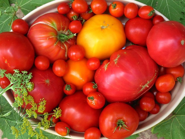 how to grow a new batch of tomato plants super fast in 1 week, gardening, homesteading, how to