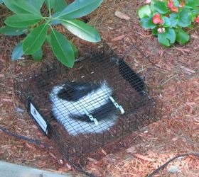 How to Keep Skunks Away Hometalk