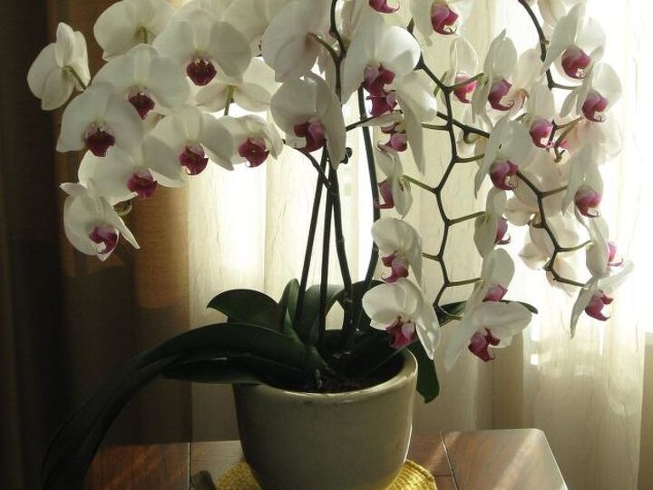 q orchid bloom time, container gardening, flowers, gardening, home decor