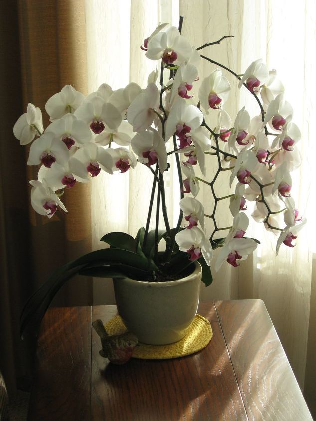 q orchid bloom time, container gardening, flowers, gardening, home decor
