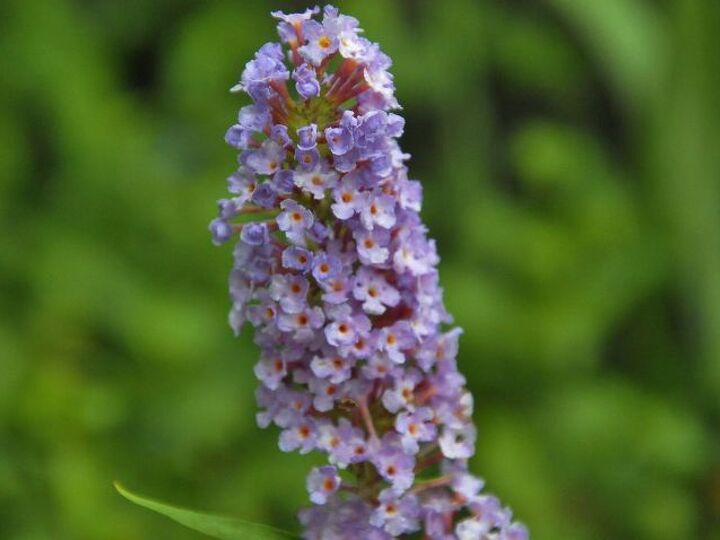 q plant identification, gardening