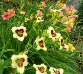 q what to do with dead daylily stems, flowers, gardening