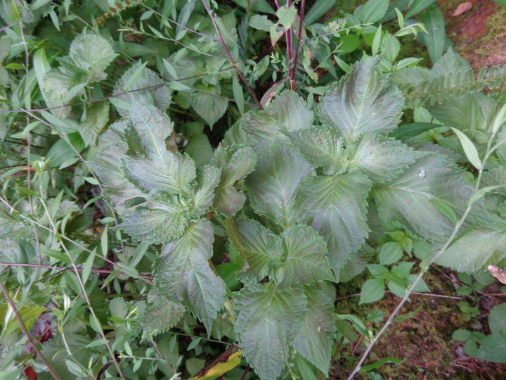 q plant identification, gardening, Plant ID