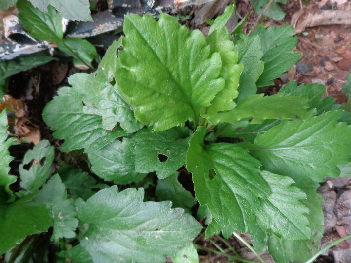 q plant identification, gardening, Plant ID