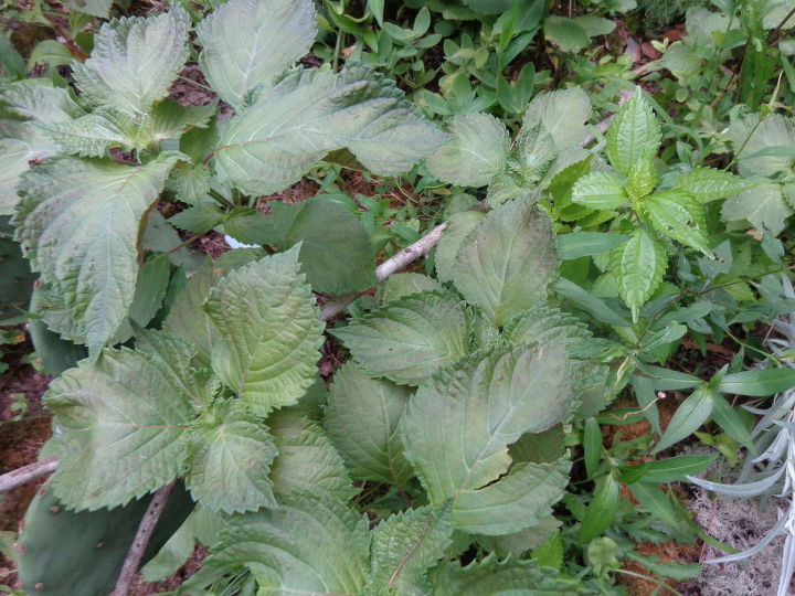 q plant identification, gardening, Plant ID with smaller version on top right