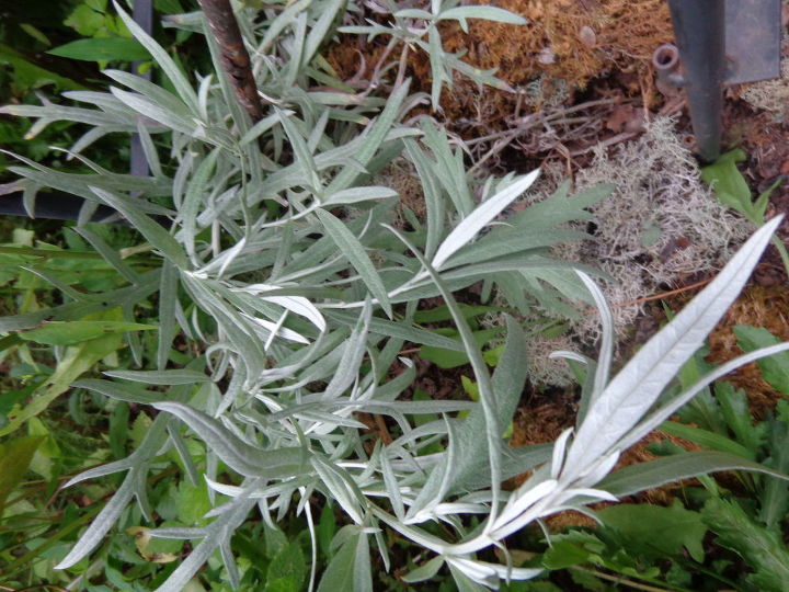 q plant identification, gardening