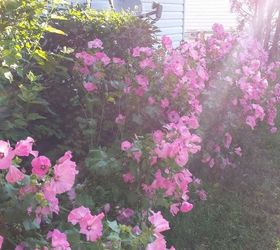 does anyone have an idea on how to support my tall lavatera flowers