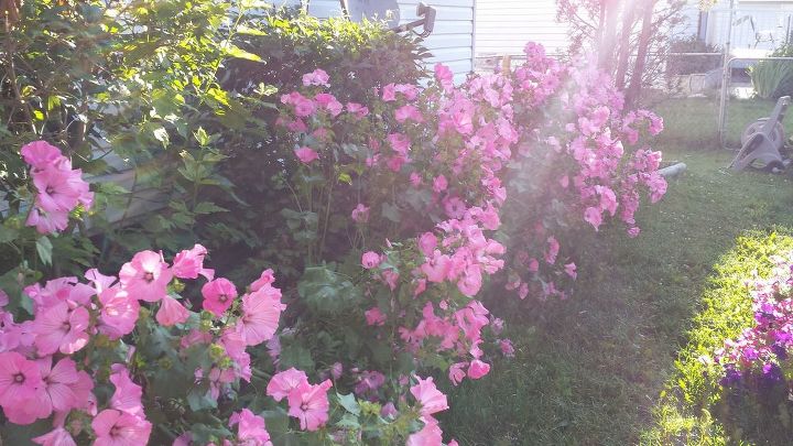 q how to support tall lavatera flowers, flowers, gardening, how to