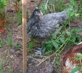 q id of breed of chicken, Orpington hybrid Just not sure