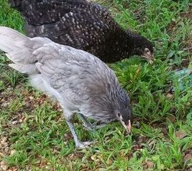 q id of breed of chicken, The Grey one