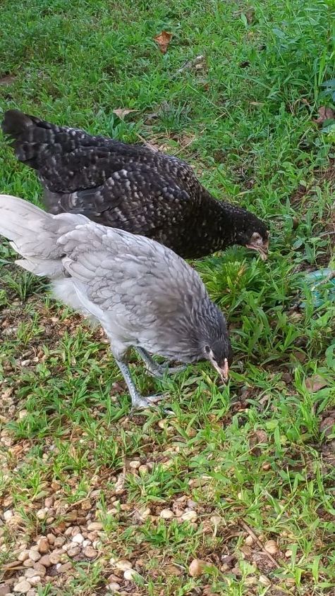 q id of breed of chicken, The Grey one