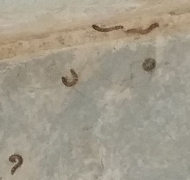 Random House Worm Finding Worms In House _ How To Deal With A House Worm Infestation (A ...