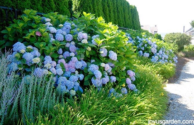 changing the color of hydrangeas, flowers, gardening, hydrangea, landscape