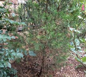 Saving Dying Cypress Trees Hometalk