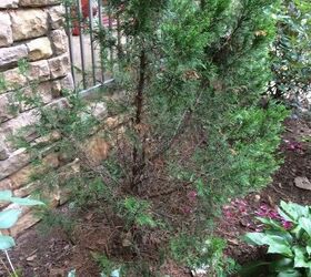 Saving Dying Cypress Trees Hometalk