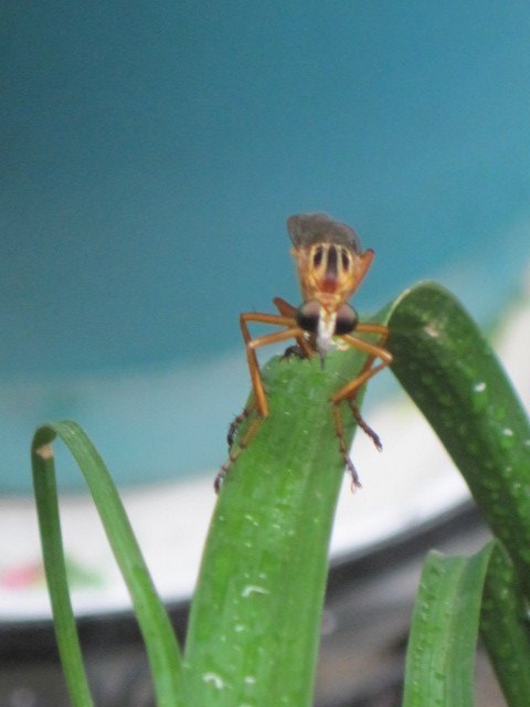 q bug identification, pest control, This was sitting on my ponytail plant What type of insect is it photo 1