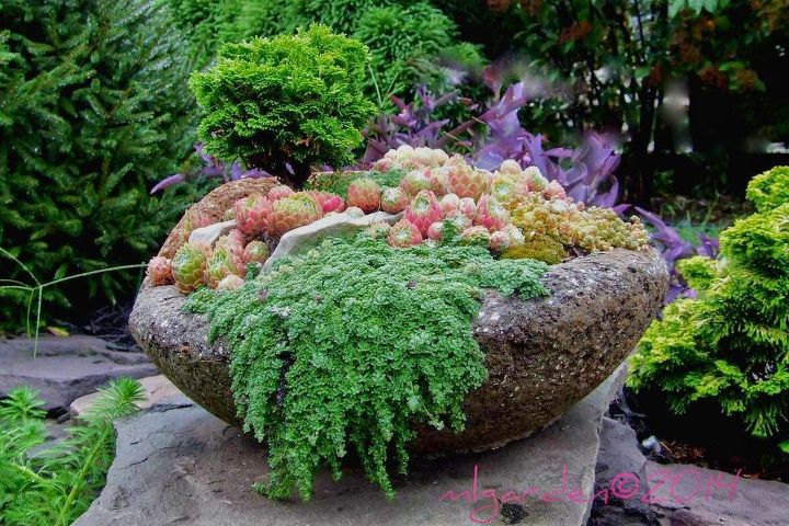 planting your hypertufa container