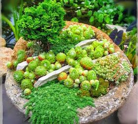 planting your hypertufa container, Rock Garden in a bowl