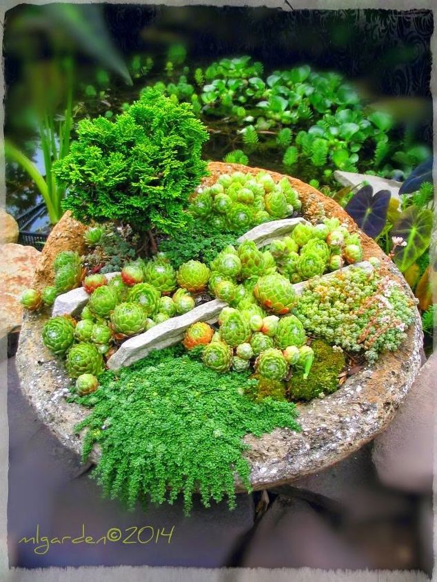 planting your hypertufa container, Rock Garden in a bowl