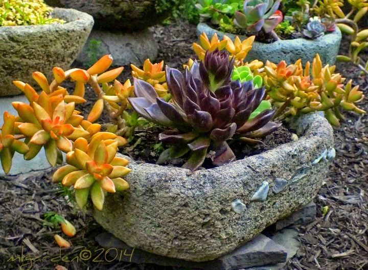 planting your hypertufa container