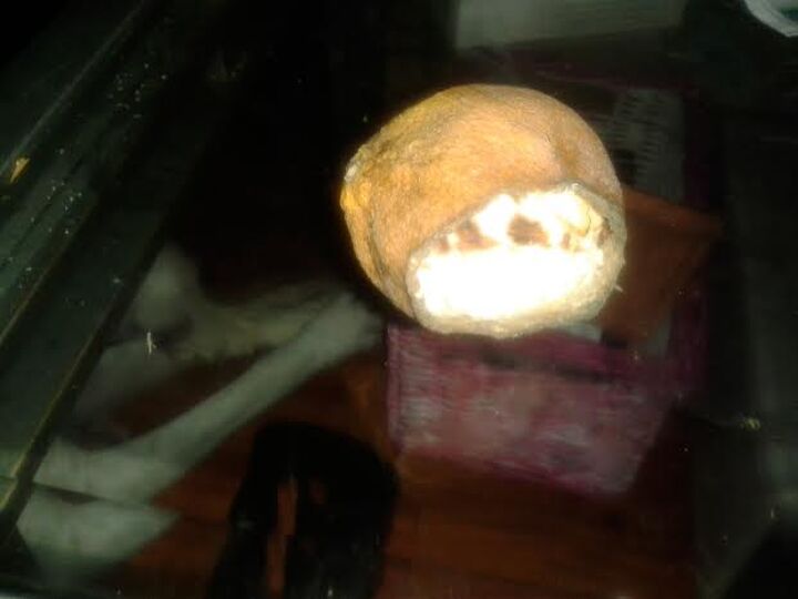 q what eats the entire inside of an orange and leaves no grooves, gardening, pest control