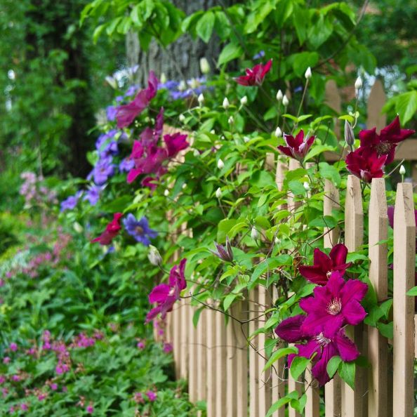 these breathtaking pictures of clematis are all you need to see today, Photo via Julie Wife Mother Gardener