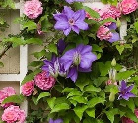 these breathtaking pictures of clematis are all you need to see today, Photo via My Garden Shine