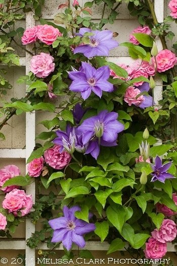 these breathtaking pictures of clematis are all you need to see today, Photo via My Garden Shine