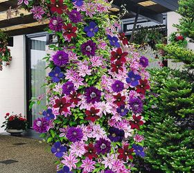 these breathtaking pictures of clematis are all you need to see today, Photo via Bakker Spalding