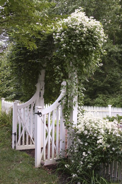 these breathtaking pictures of clematis are all you need to see today, Photo via Bumblebee