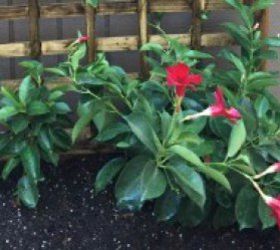 diy raised planter with trellis, container gardening, flowers, gardening, Mandevilla plant