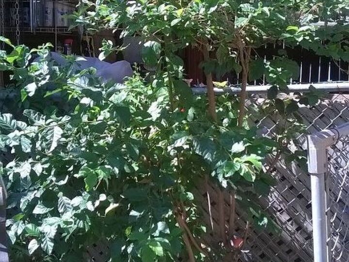q is this plant a bush tree or overgrown wild shrub, gardening